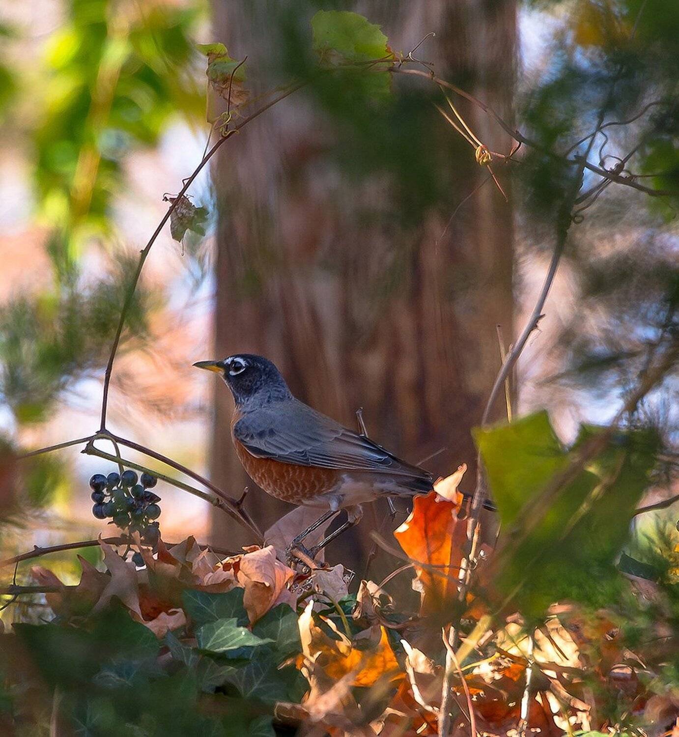 животные, осень, пернатые, птицы, Антонина