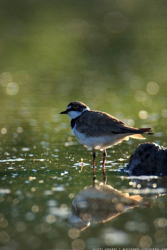 Зуек, Ярославская область, Алексей Лобанов