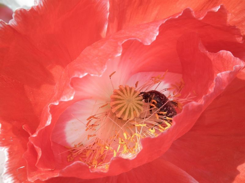 Жук-наркоша фото превью