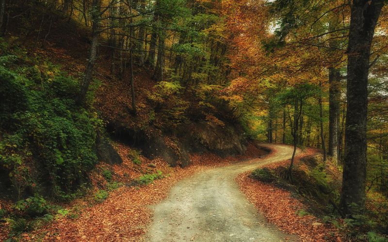 Дорога, Лес, Осень Вниз по горной дорожке... фото превью