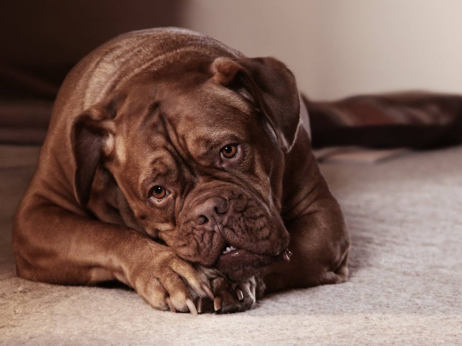 Бордосский дог, Взгляд, Глаза, Домашние животные, Собака, ALLA SOKOLOVA
