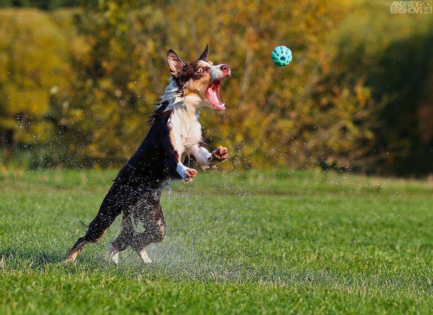 , Андрей Ершов