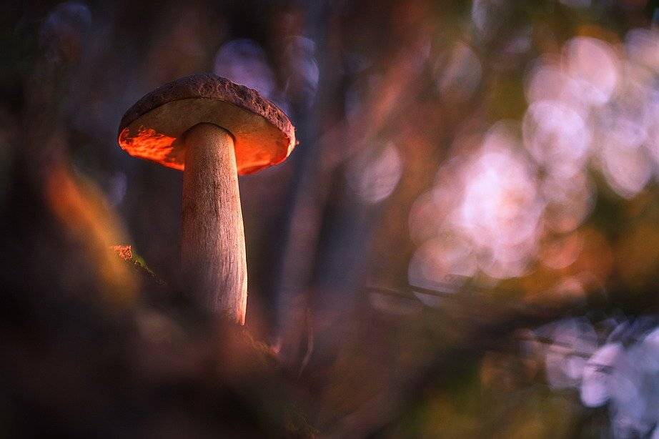 , Вячеслав Мищенко