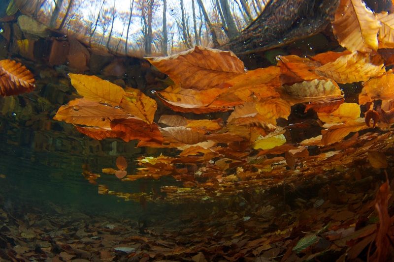 Подводная осень фото превью