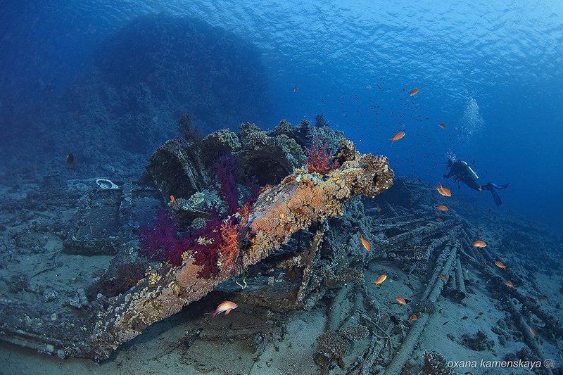 YOLANDA фото превью