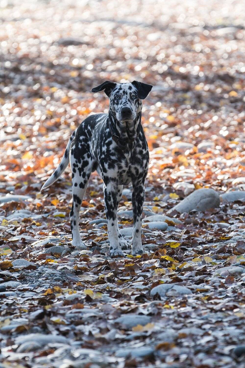 Долматинец, Коркин Вадим