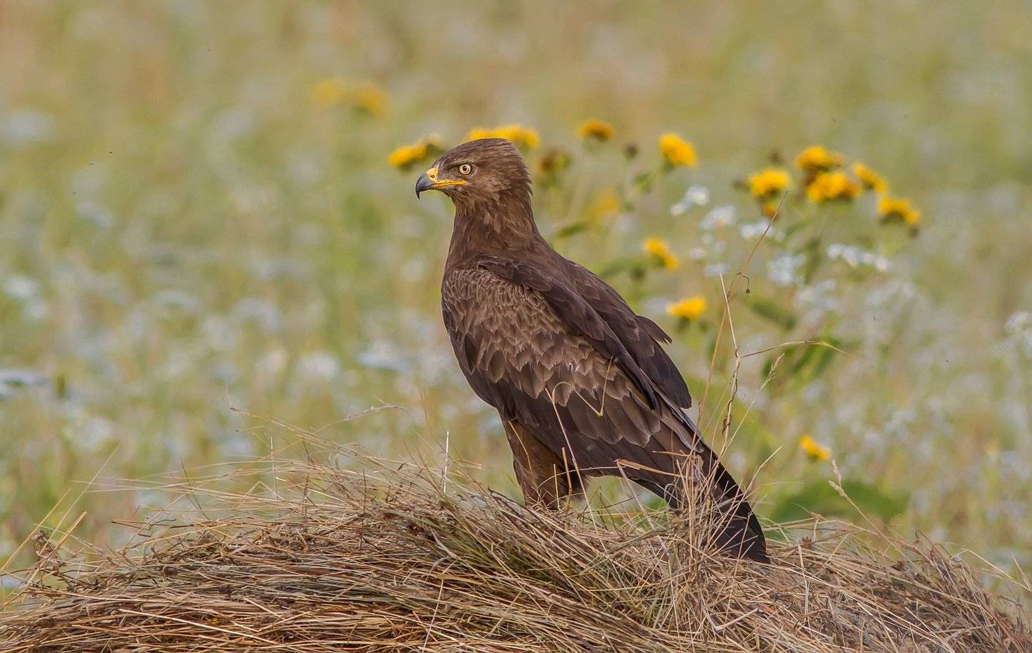 Подорлик, орлы, орел, птицы, фотоохота, Тесленко Игорь