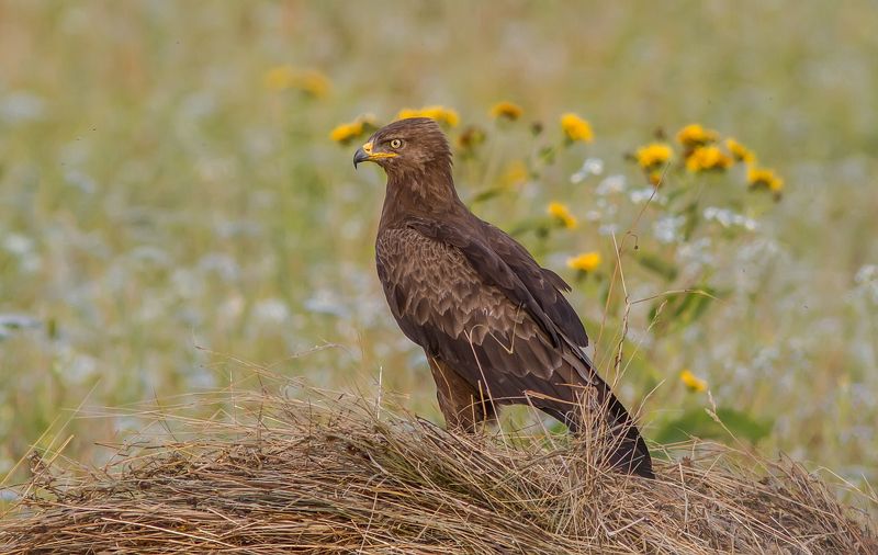 Подорлик, орлы, орел, птицы, фотоохота Подорлик малый фото превью