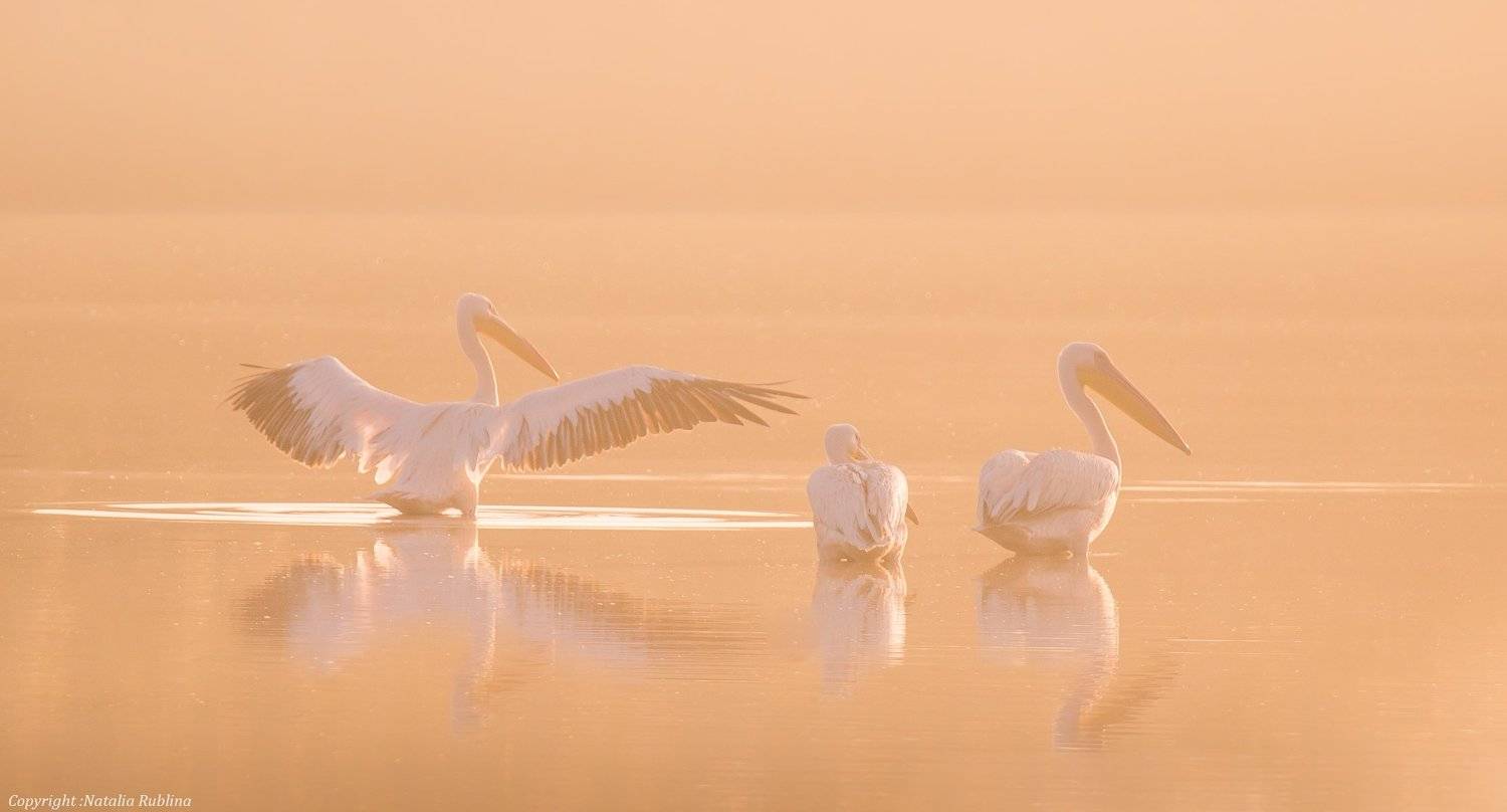 безмятежность, заповедник, красота, крылья, мечта, настроение, нежность, озеро, пеликаны, природа, птицы, рассвет, тишина, туман, утро, Наталья Рублина