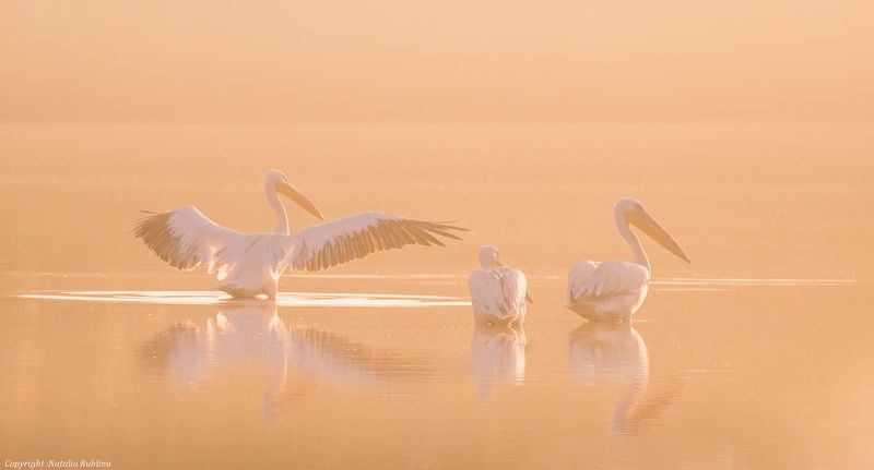 безмятежность, заповедник, красота, крылья, мечта, настроение, нежность, озеро, пеликаны, природа, птицы, рассвет, тишина, туман, утро - Доброе утро ! фото превью