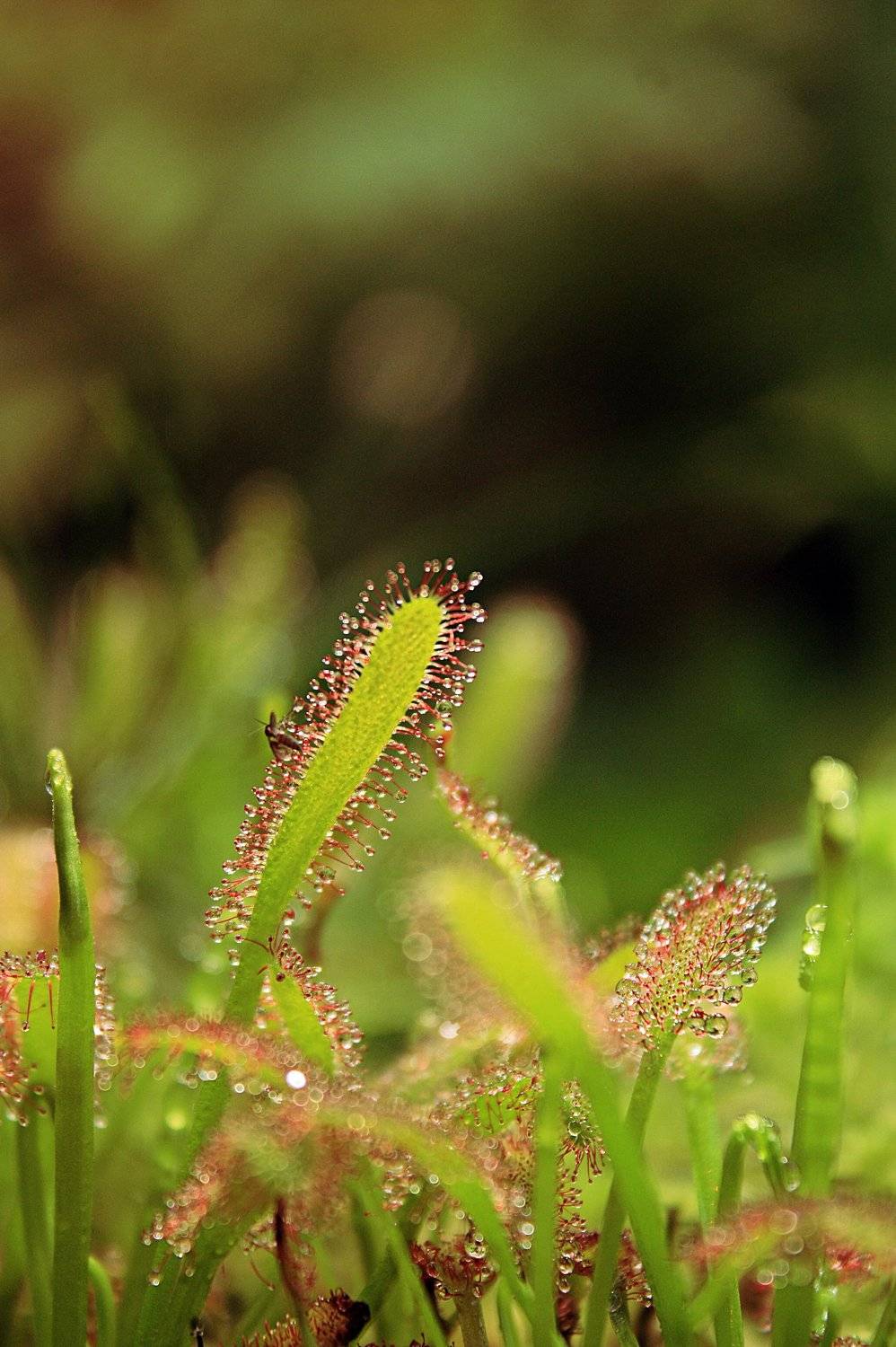 Комар, Макро, Росянка, Princess Bubblegum