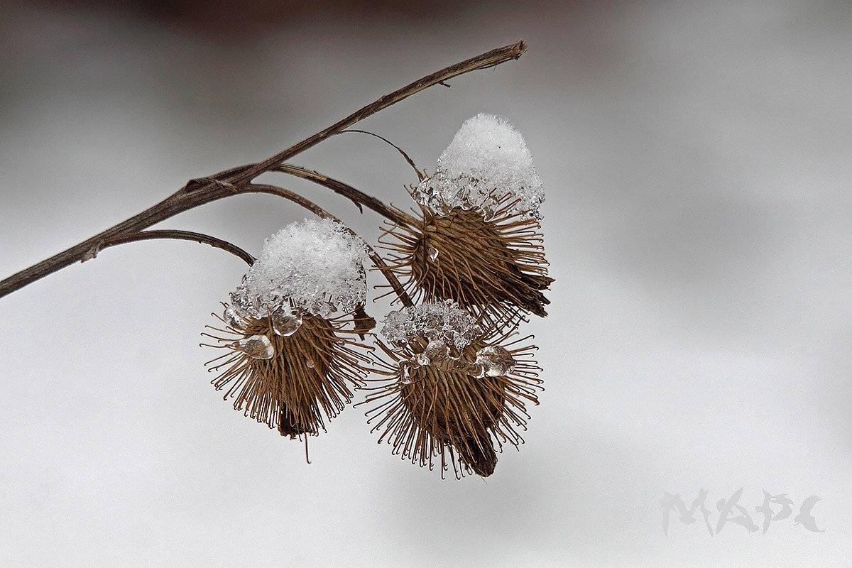 , Шангареев Марс