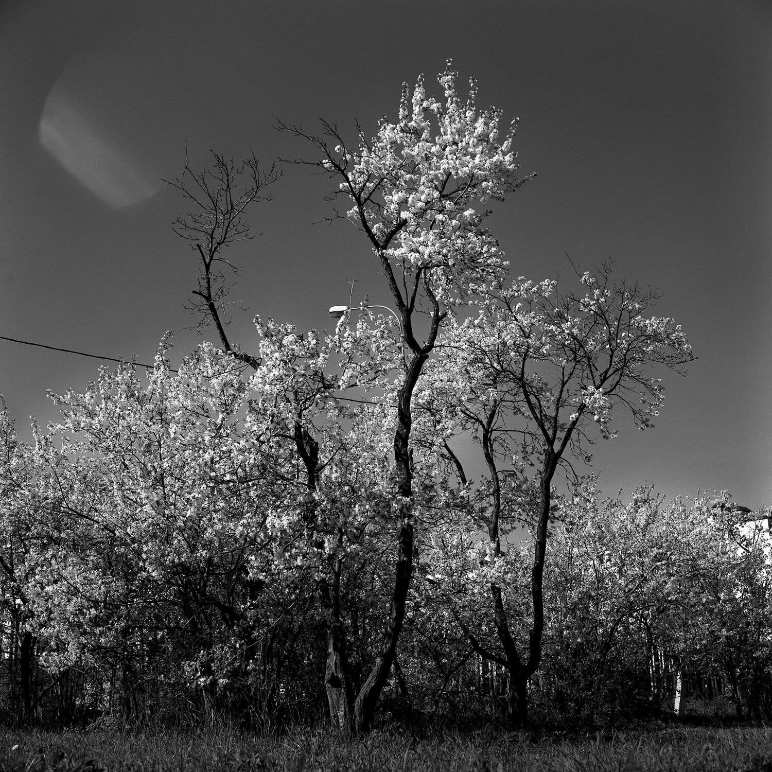 вишня., дерево., парк., сад., Александр Резников