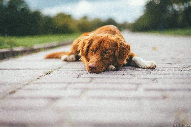 собака, осень, Толлер фото превью