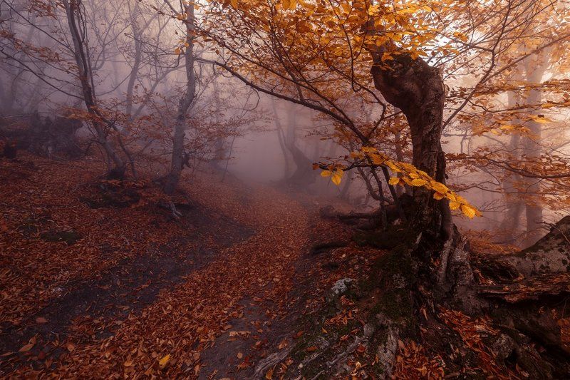 Утренние фантазии фото превью