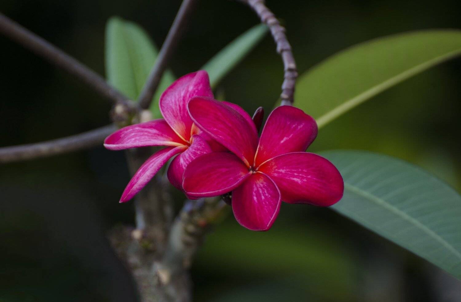 фуксия, цветок, экзотика, тропики, розовый, Марина Мудрова