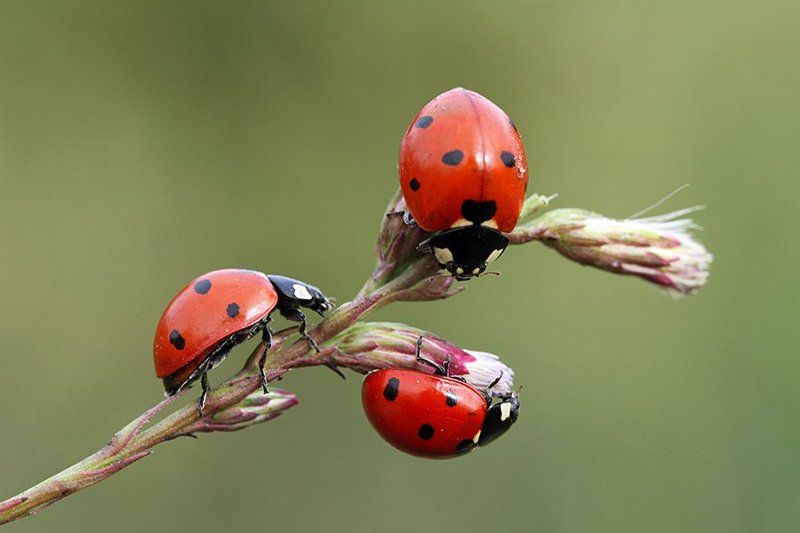 macro nature ladybug canon animals  Coccinella  фото превью