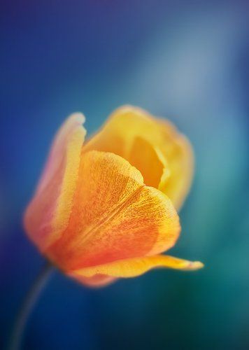 Цветок из Солнечной системы