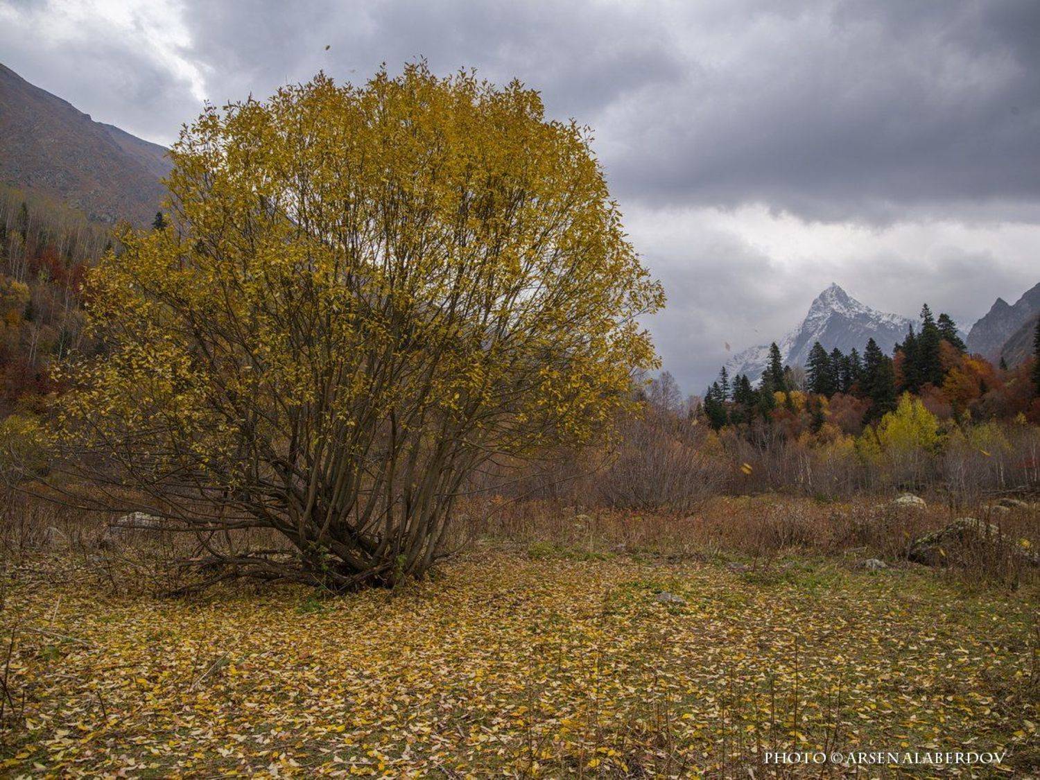 645Z, Горы, Дерево, Дождь, Карачаево-Черкесия, Лес, Листва, Непогода, Осень, Средний формат, Тучи, Арсен Алабердов