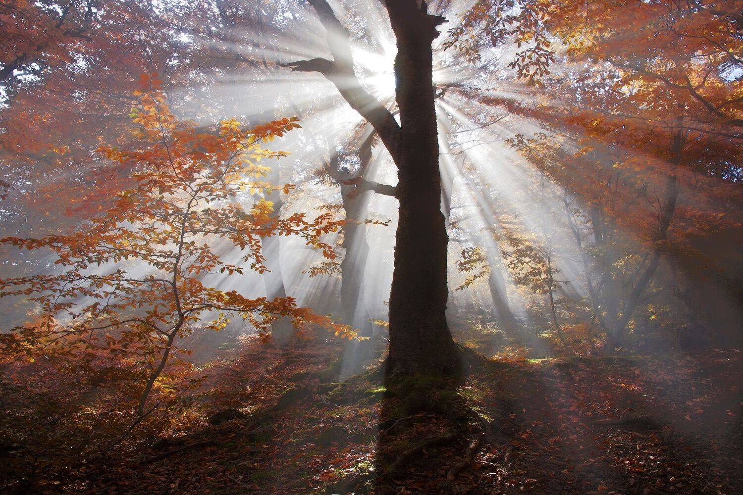 Осень, туман, солнечные лучи, Милокост Алексей