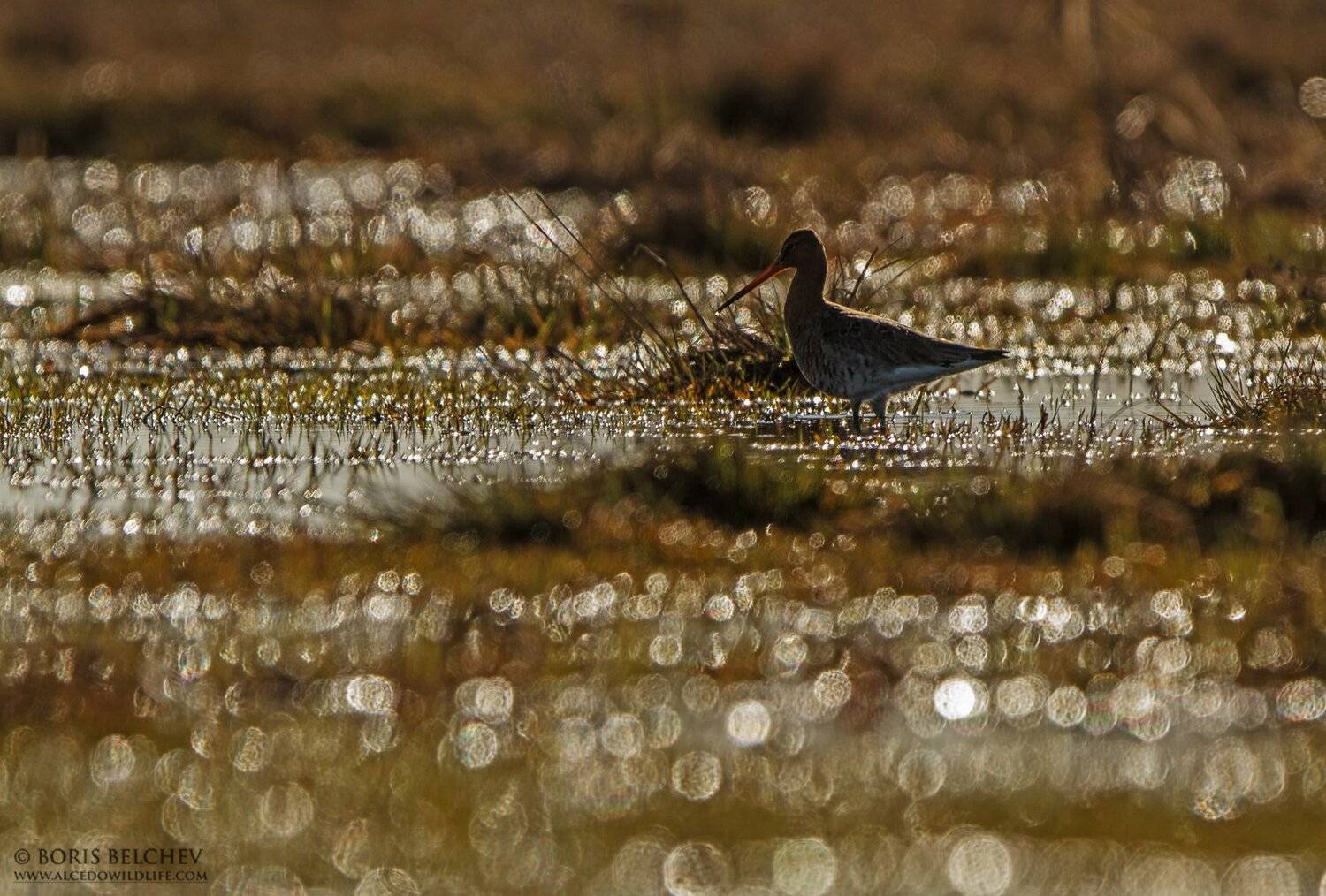 , Борис Белчев