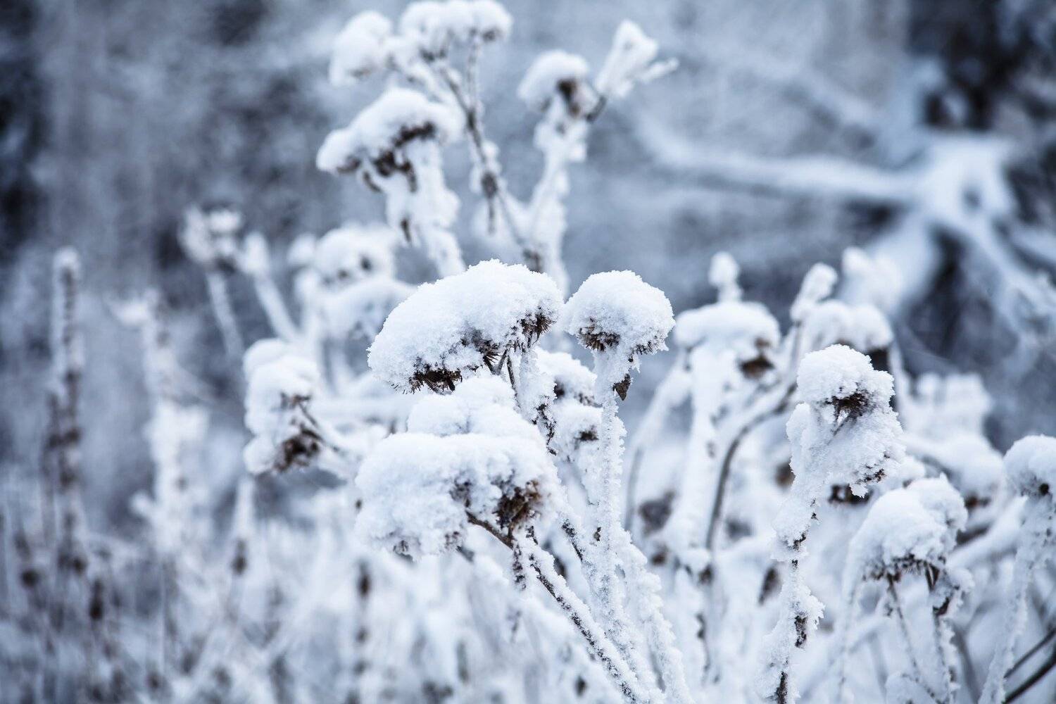 Природа, макро, снег, зима, Иван Губанов