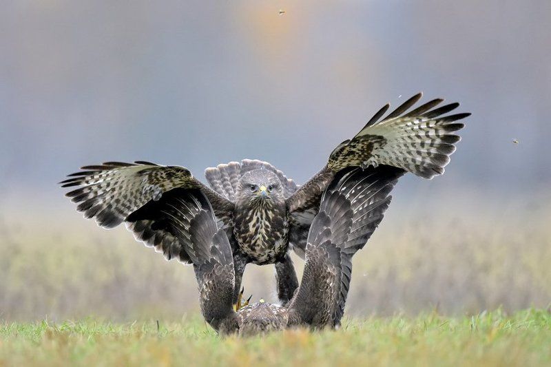 Dominator фото превью