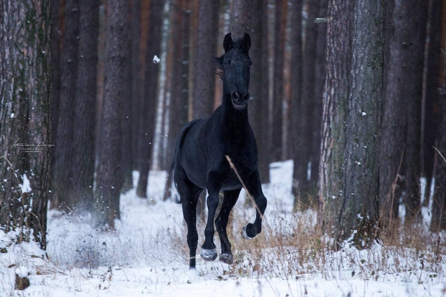 лошадь, галоп, вороная, Аксёнова Олеся
