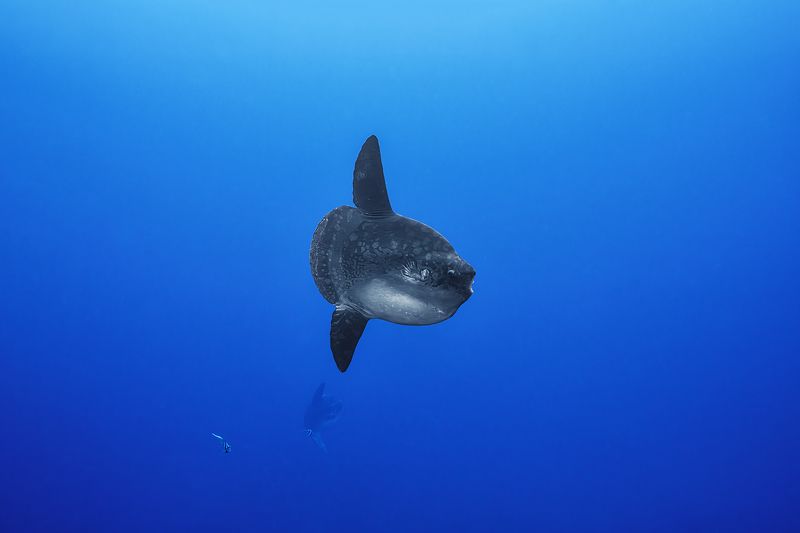 molamola фото превью