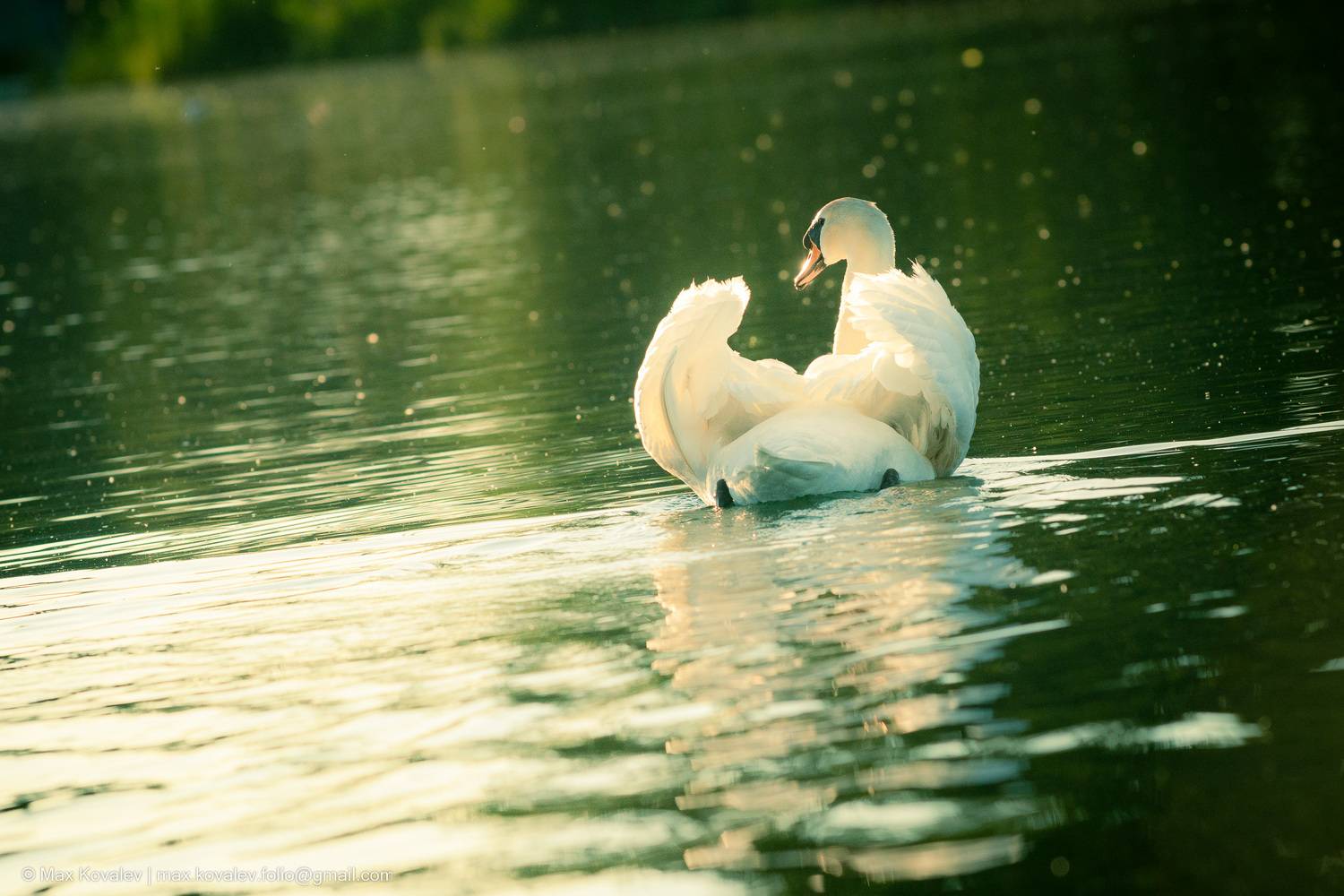 лебедь, вода, озеро, белый, лебедь шипун, swan, white, water, lake, Максим Ковалёв