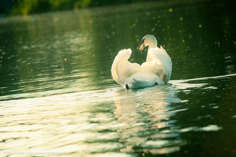 лебедь, вода, озеро, белый, лебедь шипун, swan, white, water, lake Белоснежное чудо фото превью