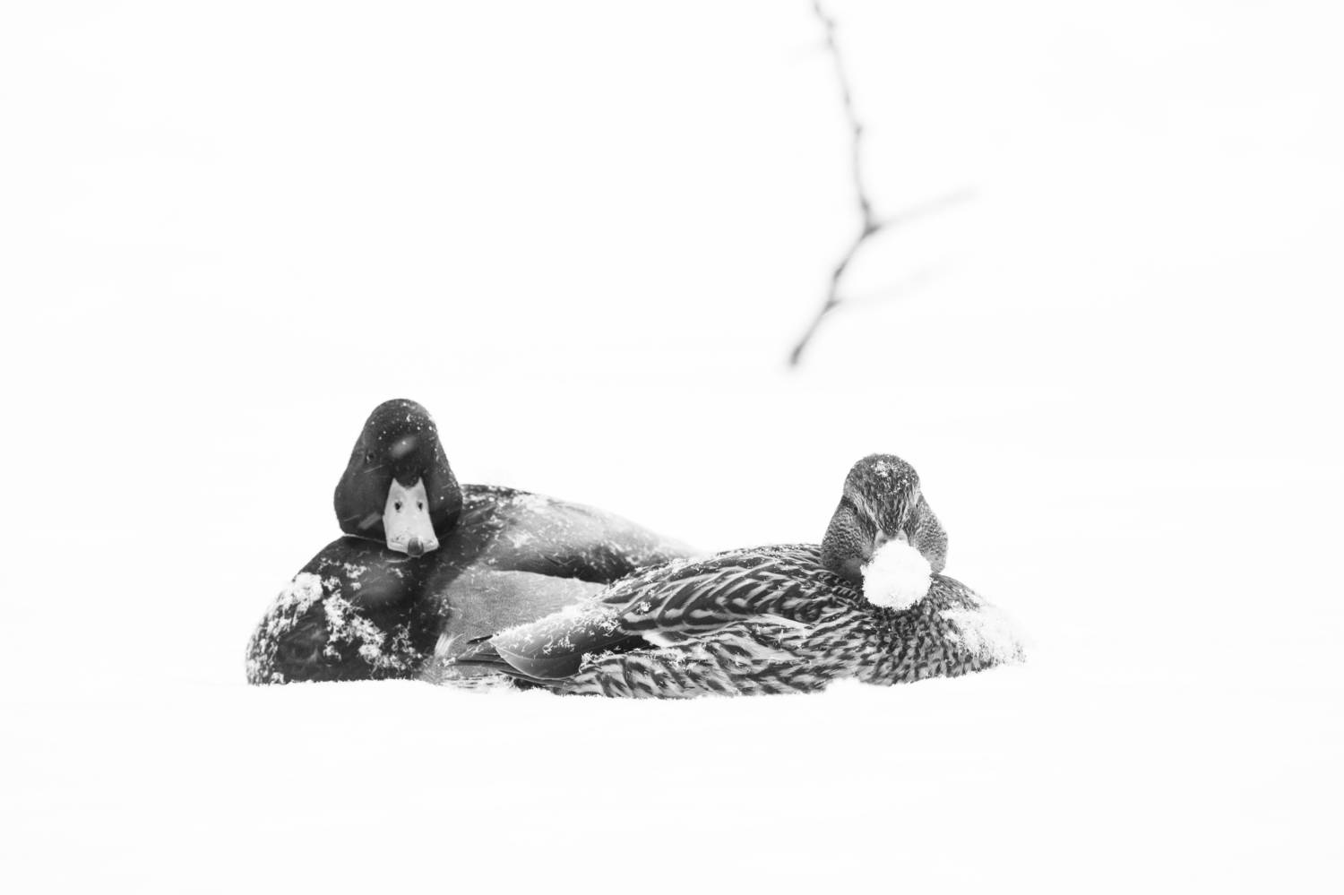 , Чудинин Дмитрий