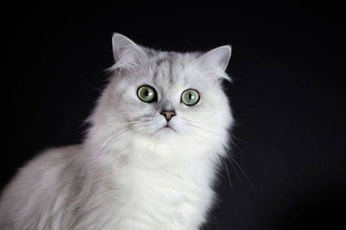 Портрет котомкам