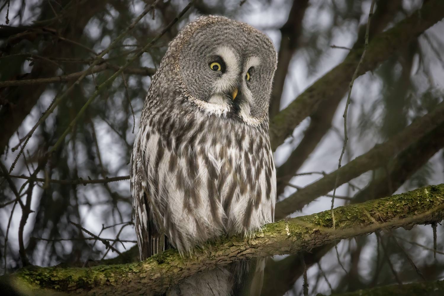 сова, бородатая, неясыть, птицы, Вячеслав Мельников