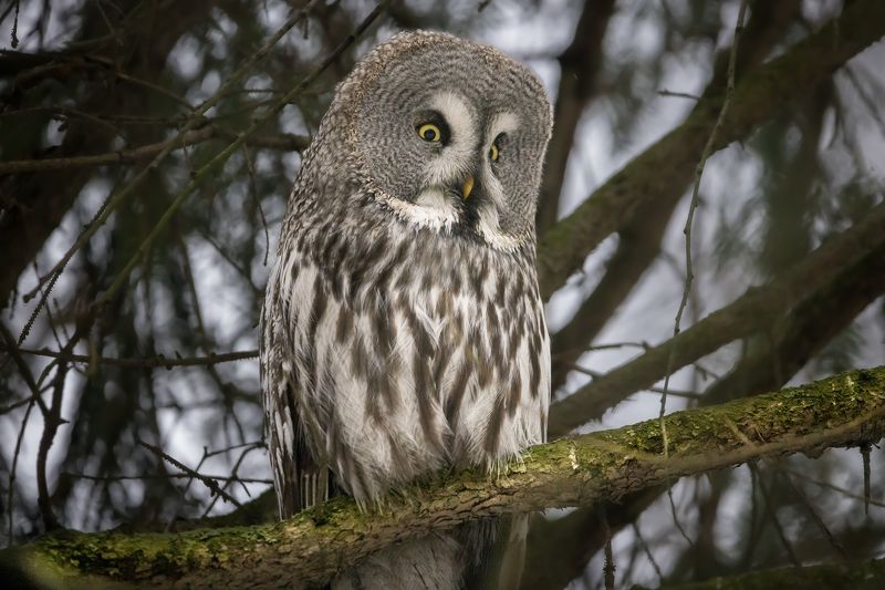 сова, бородатая, неясыть, птицы Бородатая неясыть фото превью
