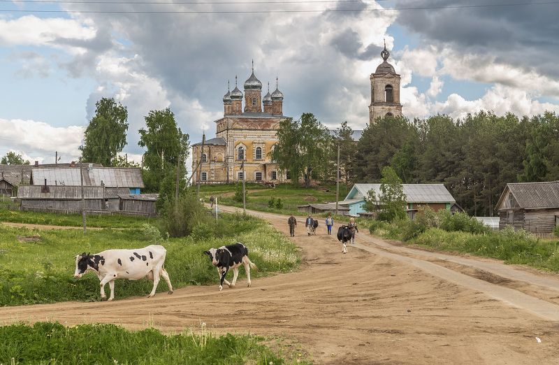 коровы, церковь, дорога, стадо, село, деревня, верхне-лалье. Верхне-Лалье. фото превью