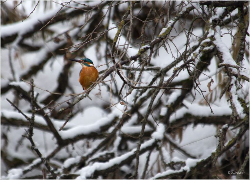 В зимнем пасмурном прибрежном лесу фото превью