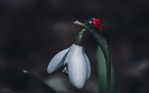 Пасмурная весна