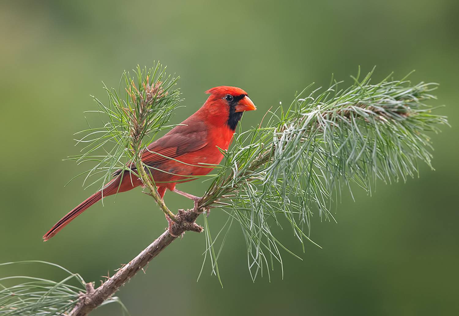 красный кардинал, northern cardinal, cardinal,кардинал, весна, Etkind Elizabeth