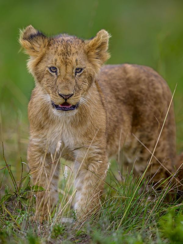 Simba! фото превью