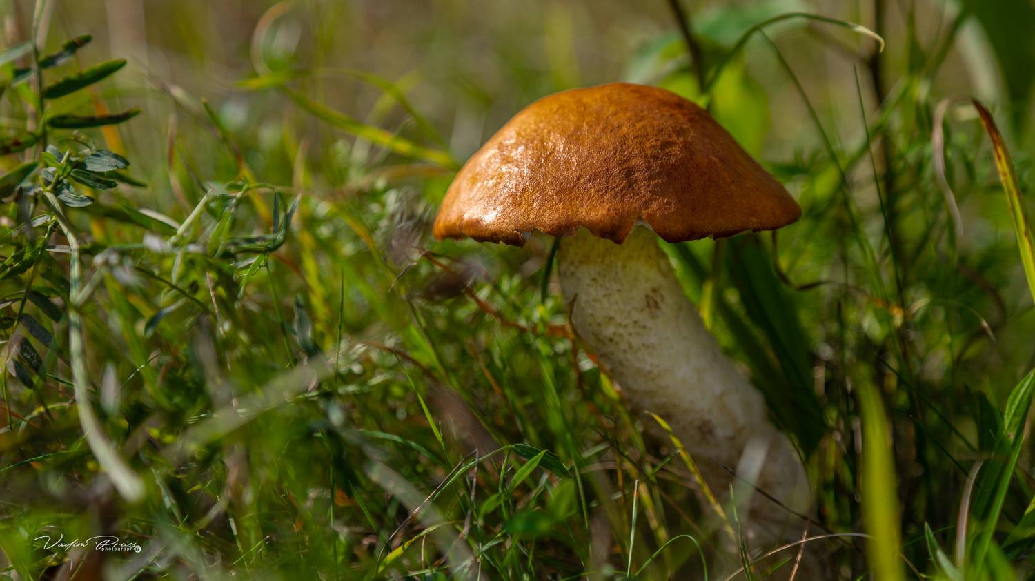 гриб, съедобный, природа, урожай, осень, Россия, Калининградская область, солнечно,подосиновик, mushroom, edible, nature, harvest, autumn, Russia, Kaliningrad region, sunny, boletus, Vadim Svirin