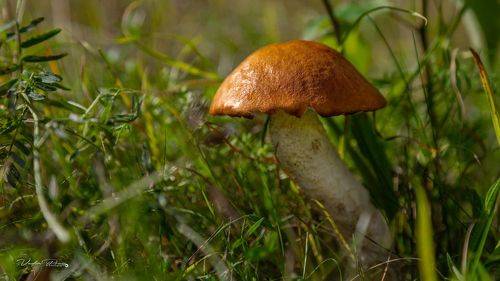 Подосиновик.