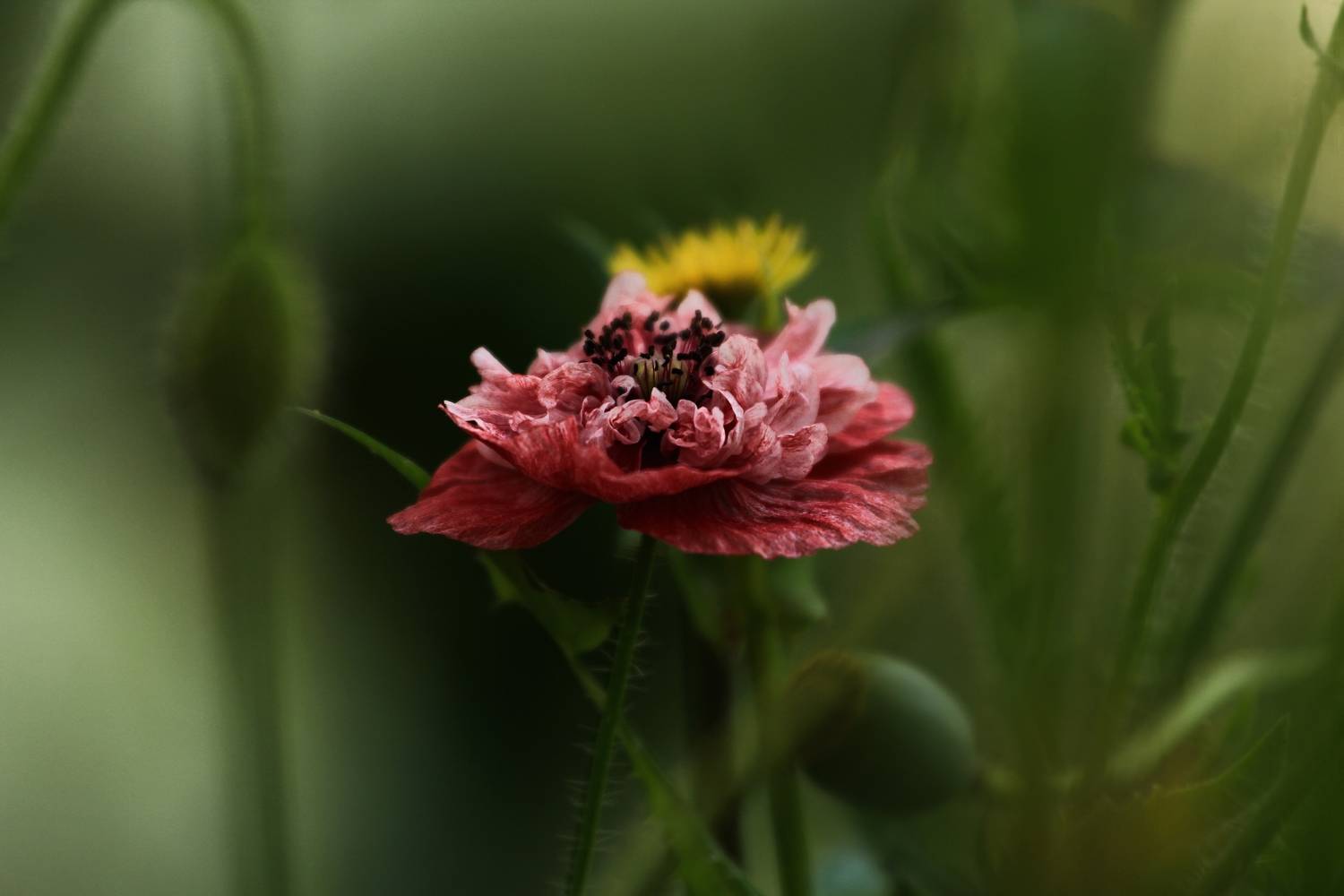 , Лайко Марина