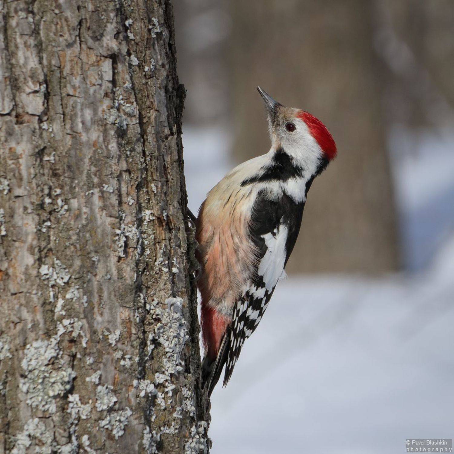 , Блашкин Павел