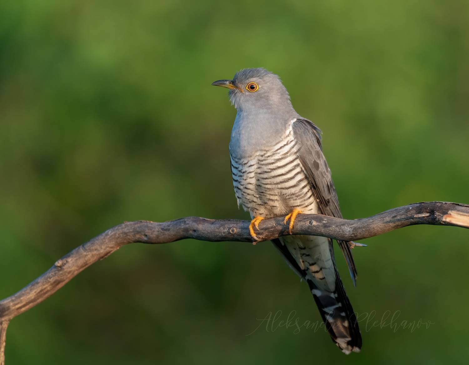ку-ку, Плеханов Александр