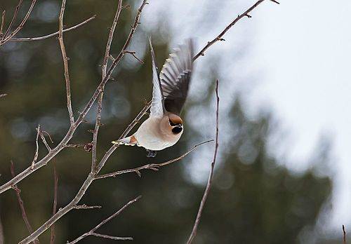 На кормёжку!