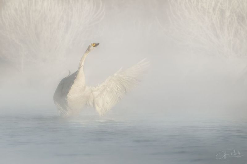 лебедь, алтай, алтайский край, лебедь-кликун, озеро светлое, swan, swans Навстречу солнцу фото превью