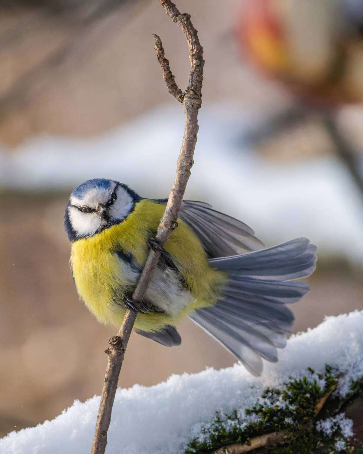 , Дэм Константин