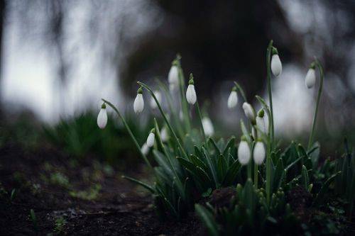 Снежные капли Боспорской зимы.