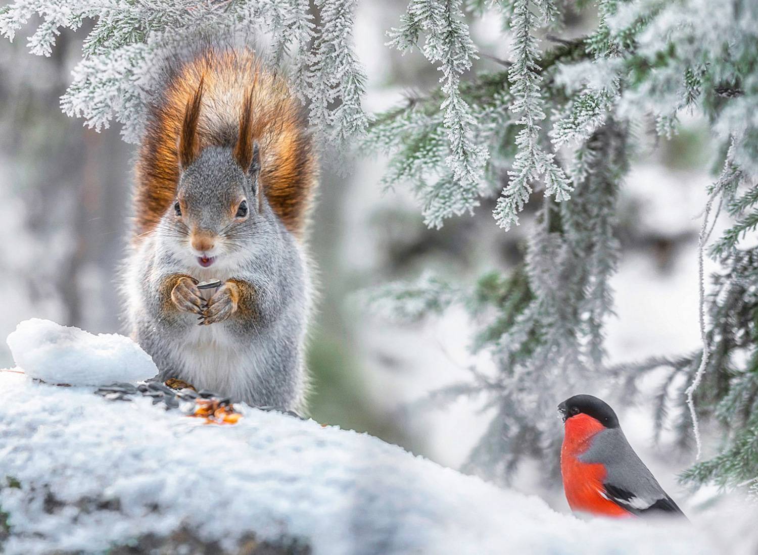, Ермохина Наталья